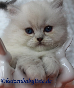 Scottish Fold seal silver