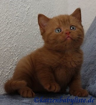 Katzenbaby Britisch Kurzhaar  cinnamon