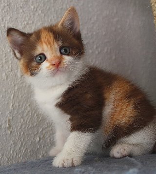 Britisch Kurzhaar tortie white