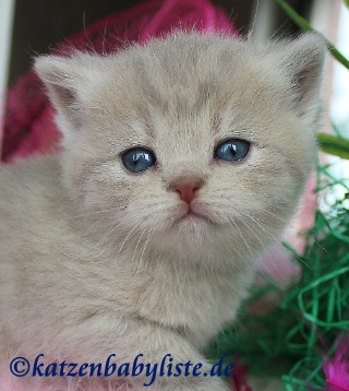 BKH lilac golden tabby